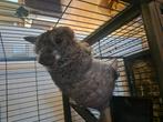 Mannelijke chinchilla met grote kooi beschikbaar, Dieren en Toebehoren, Chinchilla, April, Mannelijk, Tam