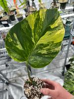 Monstera Deliciosa Aurea variegata sf, Huis en Inrichting, Kamerplanten, Overige soorten, In pot, Minder dan 100 cm, Bloeiende kamerplant