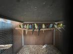 Grasparkieten 2025, Dieren en Toebehoren, Vogels | Parkieten en Papegaaien, Meerdere dieren, Parkiet