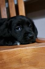 Stralende Friese stabij mix labrador puppies geheel verzorgd, Nederland, 8 tot 15 weken, Labrador retriever, Meerdere