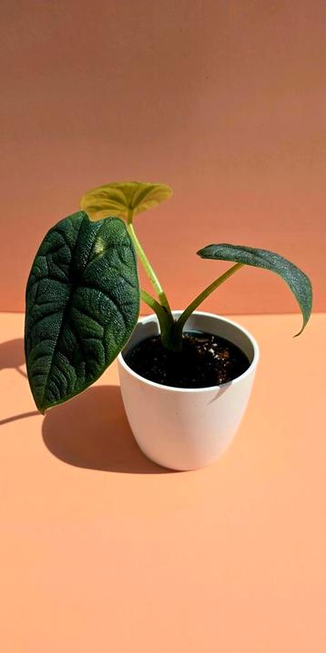 Alocasia melo - babyplant beschikbaar voor biedingen