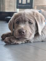 Gezocht, liefdevol gastgezin voor onze pups, Particuliere oppas