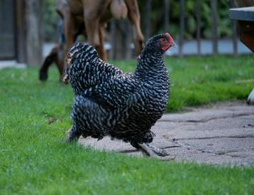 Jonge hennen Mechelse hoenders Koekoek  beschikbaar voor biedingen