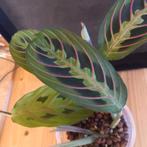 maranta leuconeura fascinator stek nr 77, Huis en Inrichting, Kamerplanten, Ophalen of Verzenden, Overige soorten, Minder dan 100 cm