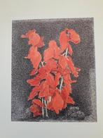 reproductie "voor Pluisje van vader"., Ophalen