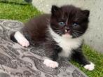 Lieve kittens Half British Shorthair klaar voor reservering, Meerdere dieren