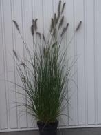 Siergras (lampenpoetser)/pennisetum alopecuroides hameln, Zomer, Vaste plant, Siergrassen, Ophalen