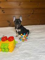 Zeldzame Franse Bulldog pups -Chocolate & Tan en Black & Tan, Rabiës (hondsdolheid), 8 tot 15 weken, Bulldog, Meerdere