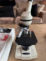 Telescoop  vissen, Dieren en Toebehoren, Karper of Koi