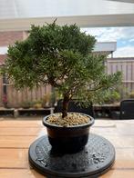 Prebonsai Juniperus chinensis, Tuin en Terras, In pot, Bloeit niet, Halfschaduw, Minder dan 100 cm