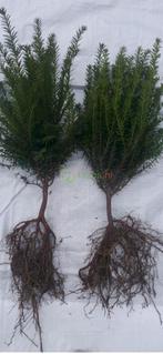 Taxus haag planten, Ophalen, Bloeit niet, Overige soorten, Volle zon