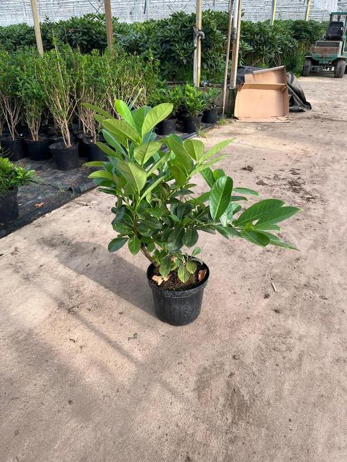 Laurier Rotundifolia 80/100 cm, Tuin en Terras, Planten | Struiken en Hagen, Haag, Laurier, Minder dan 100 cm, Ophalen