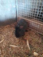 Duitse reus ram, Mannelijk, Groot