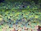 Red root floaters (drijfplanten) voor aquarium, Dieren en Toebehoren, Ophalen, Nieuw, Plant(en), Steen of Hout