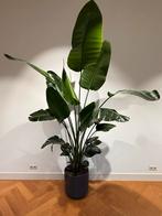 Super mooie kamerplanten 300cm, Ophalen, 200 cm of meer, Overige soorten, Halfschaduw