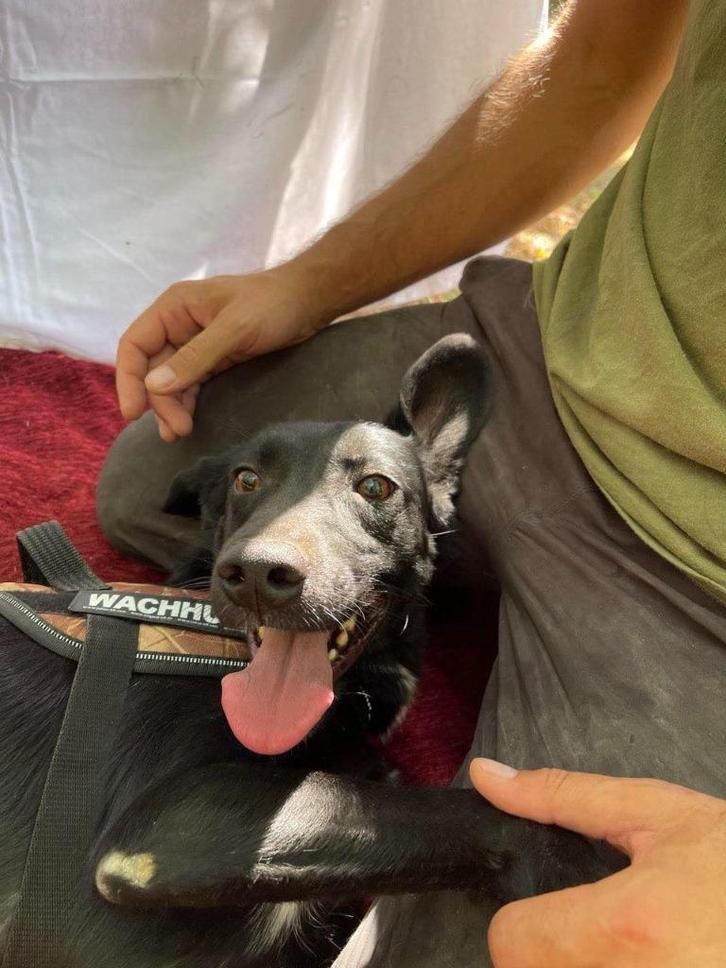Daiko mensgerichte actieve hond, Dieren en Toebehoren, Honden | Niet-rashonden, Middel, Reu, Particulier, Eén hond, Buitenland