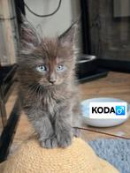 Maine coon kittens met stamboom, Dieren en Toebehoren, Katten en Kittens | Raskatten | Langhaar, Meerdere dieren, Gechipt