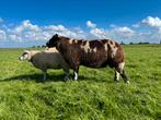 Luxe bonte ram, Dieren en Toebehoren, Schapen, Geiten en Varkens, Mannelijk, Schaap