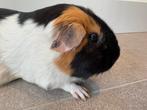 Lief zeugje Nora, Dieren en Toebehoren, Knaagdieren, Augustus, Vrouwelijk, Cavia