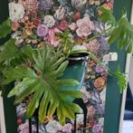 Plant, Huis en Inrichting, Ophalen of Verzenden