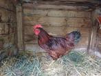Rhode island red haan, Mannelijk, Kip