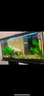 Aquarium 80 Liter met zes vissen