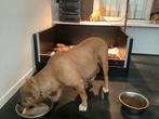 Amerikaanse Bully XXL pups. Zeldzame kruising metRottweiler, Dieren en Toebehoren, Honden | Bulldogs, Pinschers en Molossers, Rabiës (hondsdolheid)