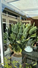 Strelitzia reginae, Ophalen, Zomer, Overige soorten, Halfschaduw
