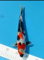 HQ Showa Jumbo Tosai, Dieren en Toebehoren, Vissen | Vijvervissen, Karper of Koi