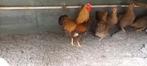 Broedeieren van choco geelpatrijs  NIEUW !, Dieren en Toebehoren, Pluimvee, Geslacht onbekend, Kip