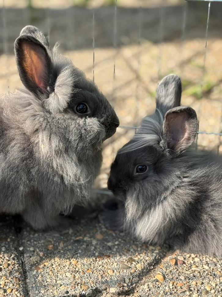 2 zuster voedsters dwerghangoor leeuwenkop, Dieren en Toebehoren, Konijnen, Dwerg, Vrouwelijk