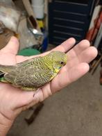 Jonge grasparkieten om tam te maken, Dieren en Toebehoren, Vogels | Parkieten en Papegaaien, Meerdere dieren, Parkiet, Tam