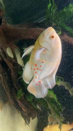 Albino Oscar cichlide, Dieren en Toebehoren, Vissen | Aquariumvissen, Vis, Zoetwatervis