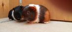 CAVIA'S, Dieren en Toebehoren, Knaagdieren, Meerdere dieren, Cavia, Na 1 juli 2024