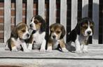 Speelse Beagle pups, Beagle, 8 tot 15 weken, Meerdere, Meerdere dieren
