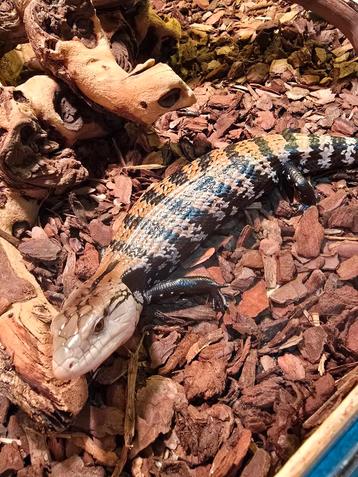 Tiliqua scincoides / blauwtongskink beschikbaar voor biedingen