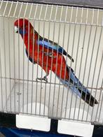 Pennant Rosella, Dieren en Toebehoren, Vogels | Parkieten en Papegaaien, Meerdere dieren, Parkiet, Geringd