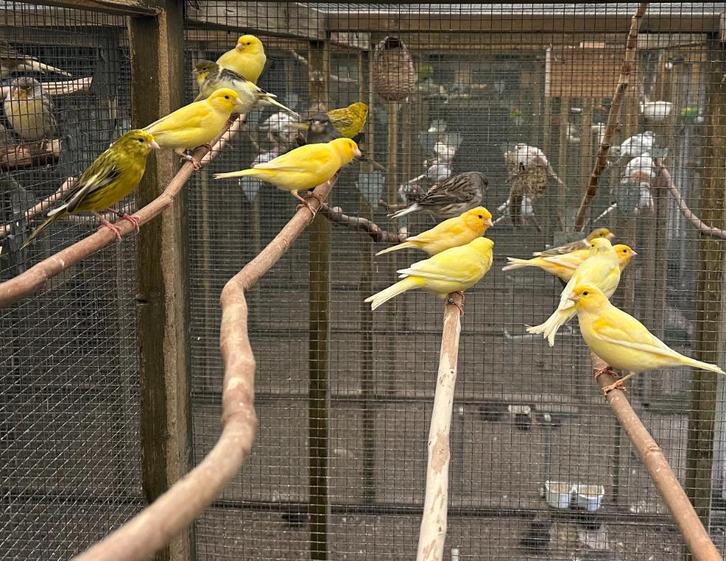 Kanaries geel, groen, grijs en bont, Dieren en Toebehoren, Vogels | Kanaries, Kleurkanarie, Meerdere dieren
