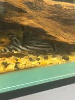 L46 4 stuks, Dieren en Toebehoren, Vis