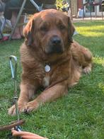 Engelse mastiff (mix) dekreu gezocht, 1 tot 2 jaar, Eén hond, Nederland, Particulier