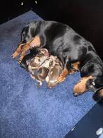 Dwergteckel pups, CDV (hondenziekte), 8 tot 15 weken, Korthaar, Teef