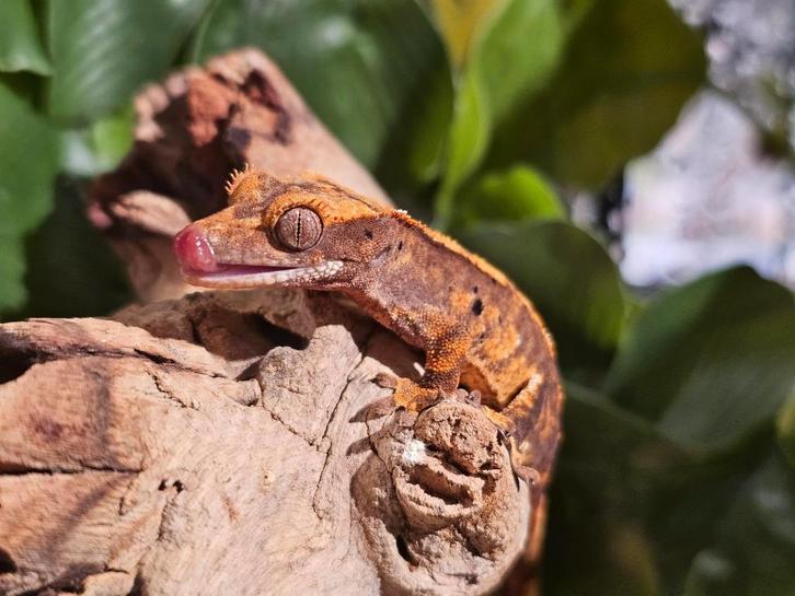 Wimpergekkos, Dieren en Toebehoren, Reptielen en Amfibieën, Overige soorten, 0 tot 2 jaar, Tam