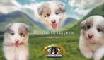 FCI Stamboom Border Collie Showlijn pups verwacht, Dieren en Toebehoren, CDV (hondenziekte), 8 tot 15 weken, Collie, Meerdere