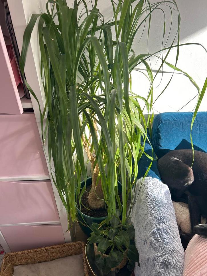Grote Olifantenpoot (Beaucarnea) met Pot, Huis en Inrichting, Kamerplanten, Overige soorten, 100 tot 150 cm, Groene kamerplant
