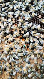 Buckfast F1 volk, Dieren en Toebehoren, Bijen
