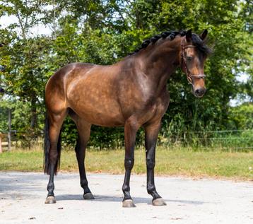 Bloedmooie 3 jarige merrie beschikbaar voor biedingen