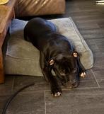 Stafford x Pitbull reutje, Parvo, België, Particulier, Eén hond
