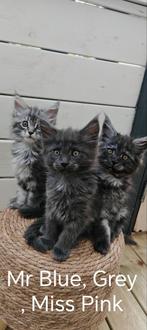 Maine Coon Kittens, Meerdere dieren