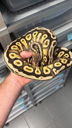 1.0 Cypress pastel yellow belly 100% clown ball python, Slang, 3 tot 6 jaar