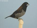 GEZOCHT: koppel japanse meeuwtjes, Dieren en Toebehoren, Vogels | Overige Vogels, Meerdere dieren, Tropenvogel